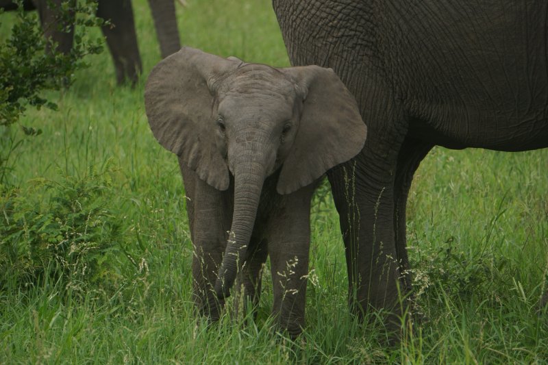 Phuket Elephant Sanctuary