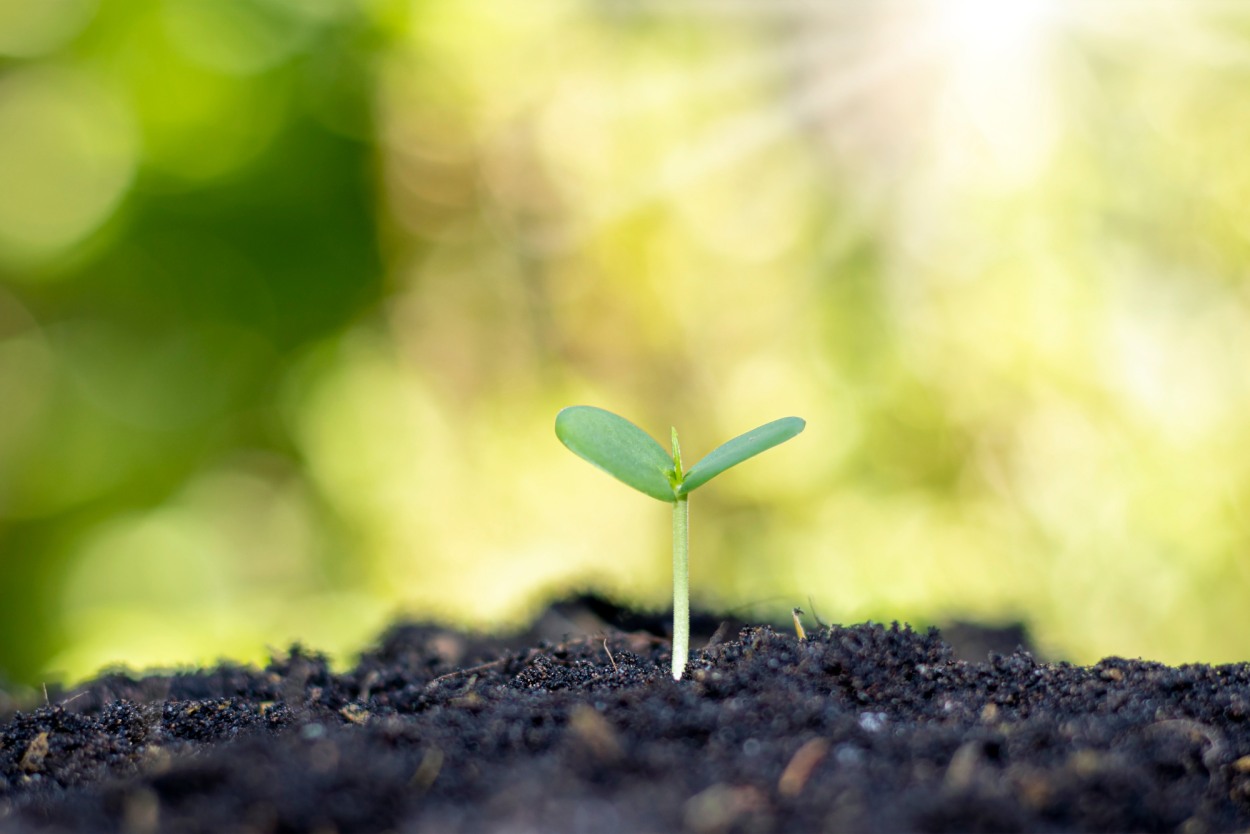 Environment and Sustainability